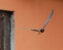 hanging_on_reduced